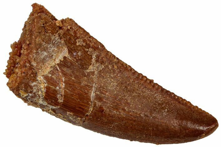 Serrated Raptor Tooth - Real Dinosaur Tooth #298120
